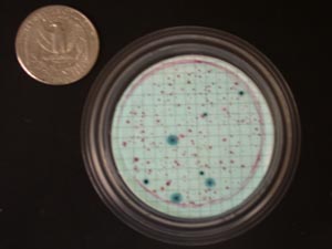 E. Coli filter on m-Coliblue growth medium