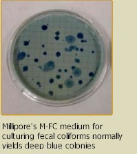 Millipore's M-FC medium for culturing fecal coliforms normally yields deep blue colonies
