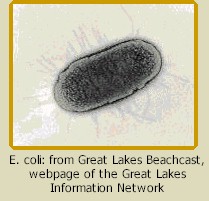 E. coli: from Great Lakes Beachcast, 
webpage of the Great Lakes Information Network 