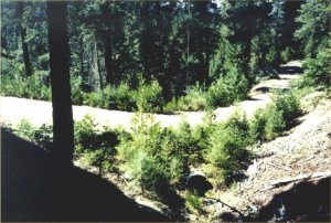 Trinity County Resource Conservation District -- road before decommissioning